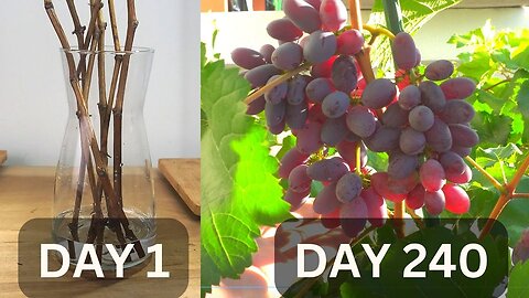 Growing grapes in pots from cutting until harvest in 240 days _ Growing grapes in tropical country