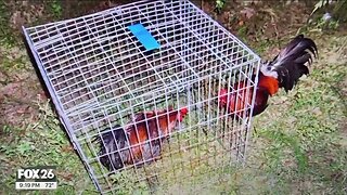 Illegal Cockfighting Ring Busted In Texas, 300 Attendees, 19 Arrested