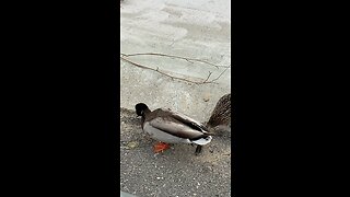 Ducks Ducks Ducks 🦆