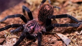 Feeding Huge Tarantulas Hornworms! #shorts