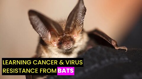 Bats' Unique Genes: Virus & Cancer Insights | Future Technology & Science News 348