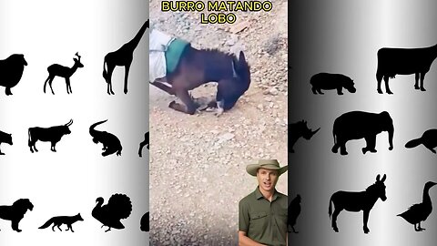 BURRO ATACA MORDE E MATA ESPECIE DE LOBINHO #animals #savage #girafas