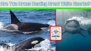 2 orcas are killing great white sharks for their liver? - The Green Way Outdoors Podcast Clips