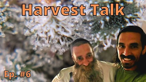 Harvest Time - Grow Journal #6