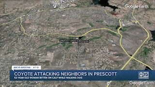 Coyote attacking neighbors in Prescott