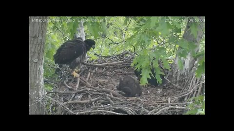 Hays Eaglet H14 you put your right leg up then your left leg up! 2021 05 16 06:58:15