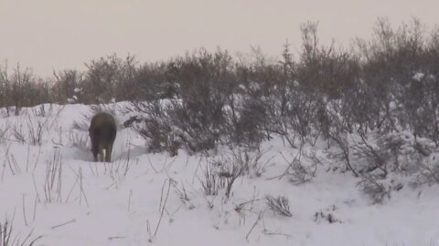 Moose Shaking in the Snow
