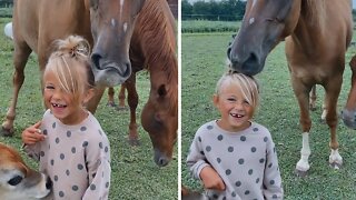 Silly Horse Loves To Nibble On Little Girl's Ponytail