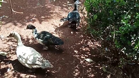 A few Muscovy Ducks 12th February 2021