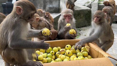 Monkey are surprised to get a box of Guava fruit ｜prepare to feed a nutritious lunch to a hungry dog