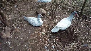 2 Young Muscovy Ducks, Silver 15th August 2020