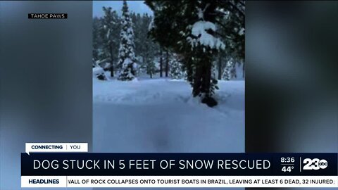 Dog stuck in 5 feet of snow, rescued