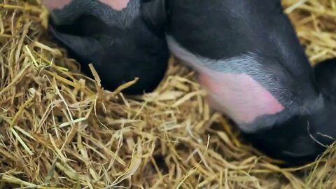 Video Closeup of a black and white pig playing in hays