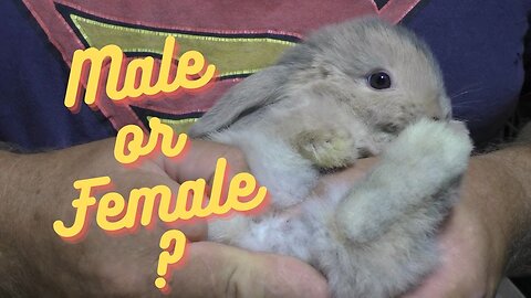 Sexing 6 week old Holland Lop Rabbits