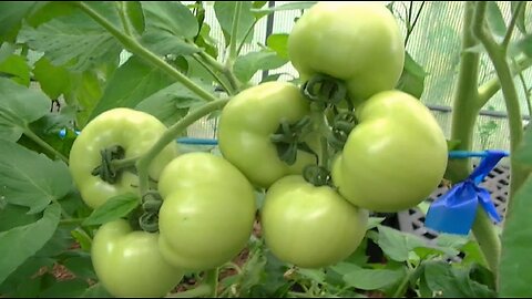 Easily grow lots of tomatoes in containers/pots