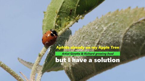 Aphids Apple Trees Sulfur and Diatomaceous Earth & Sulfur to the Rescue