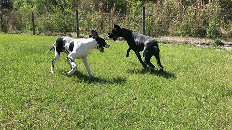 Happy Running and Rolling Great Dane and Puppy