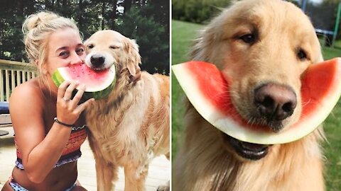 Funniest Dogs will make you laugh all day long