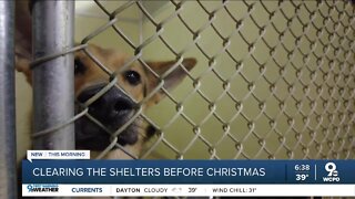 Plea to clear animal shelters before the holidays