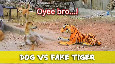 Troll Prank Dog Funny 😂