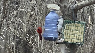Wood pecker and hissing Cardinal