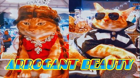 FUNNY Cats VIDEO 2023 🐱🐶 Stylish proud cat beauty 😎🤓