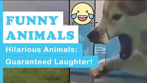 Try Not To Laugh Challenge - Funny Cat & Dog Vines compilation 2023 | TFAE2023