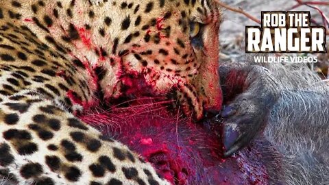 Warthog Caught By Leopard | Intense Wildlife Action