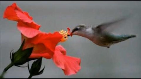 Meet The Smallest Bird On Earth-Hummingbird (2021)