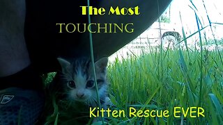 The MOST Touching Kitten Rescue EVER