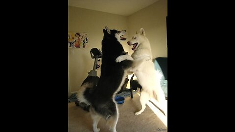 Funny animals compilation. Cute dogs. Dancing Husky 😍