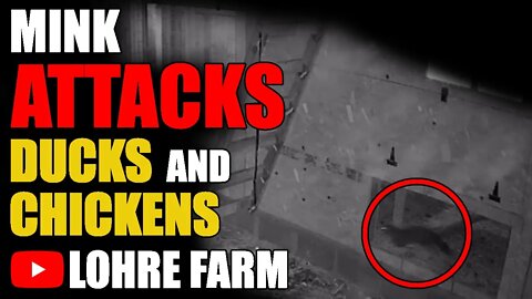 Mink Attacks Ducks and Chickens