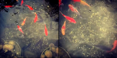 Feeding fish in your home pond