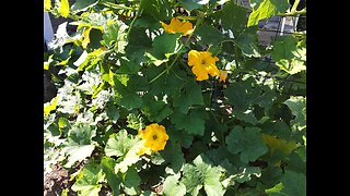 Hand Pollinating Butternut Squash 7/7/23