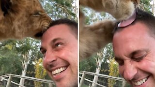 Zookeeper Gets Loving Kiss From Lion Buddy