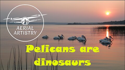 Aerial Artistry - Pelicans are dinosaurs 2023-06-08