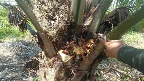 tutorial perbedaan buah sawit/tandan busuk