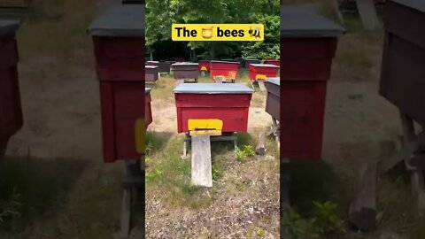 Walking through a massive swarm of bees 🐝 (No protective gear!)