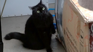 Holiday-loving cat wants Christmas tree up