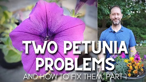 Two Petunia Problems and How to Fix Them (part 1) #shorts