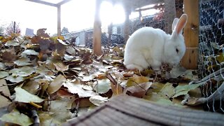 Shadow the white rabbit getting some leaves