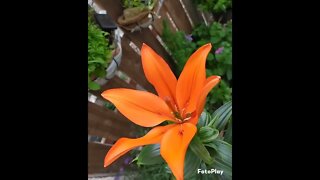 Bright orange lily