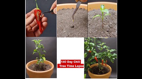 From Seed to Spice: Chili Plant Time Lapse