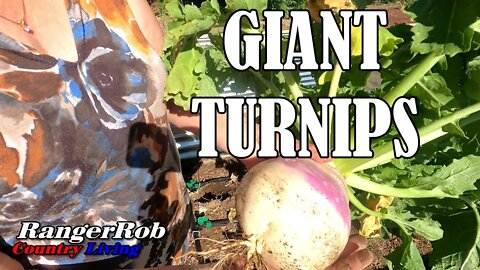 Giant Turnips, Corn Update & Dealing with Extreme Heat