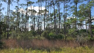 The Florida Trail at St. Marks NWR - Winter 2022
