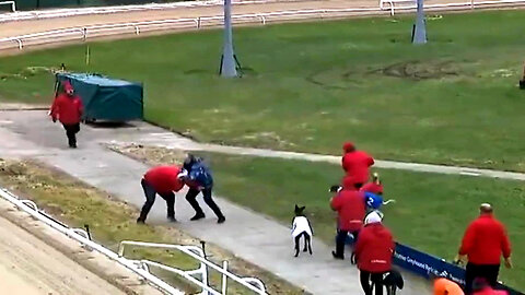 Track Attack: Shocking Moment Handler is Punched and Kicked by Racecourse ‘Invader’ as Man Arrested