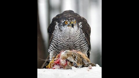 The Goshawk - is a large hawk almost reaching buzzard size.