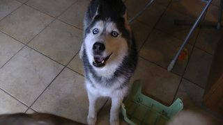 Mishka The Talking Husky Sings Alongside Owner