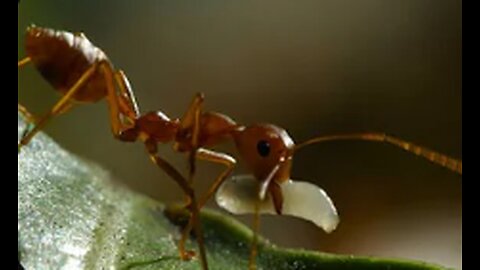 Weaver Ants Use Their Children as Cement | UHD | China: Nature's Ancient Kingdom | BBC Earth