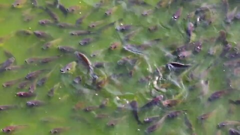 Closeup shot of Fish Feeding in Hindu temple54